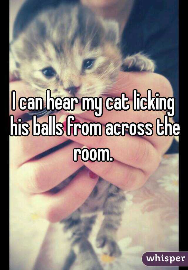 I can hear my cat licking his balls from across the room. 