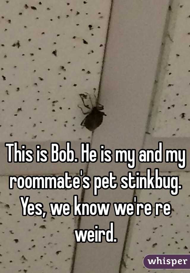 This is Bob. He is my and my roommate's pet stinkbug. Yes, we know we're re weird.  