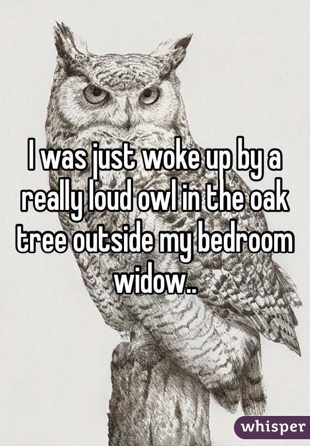 I was just woke up by a really loud owl in the oak tree outside my bedroom widow.. 