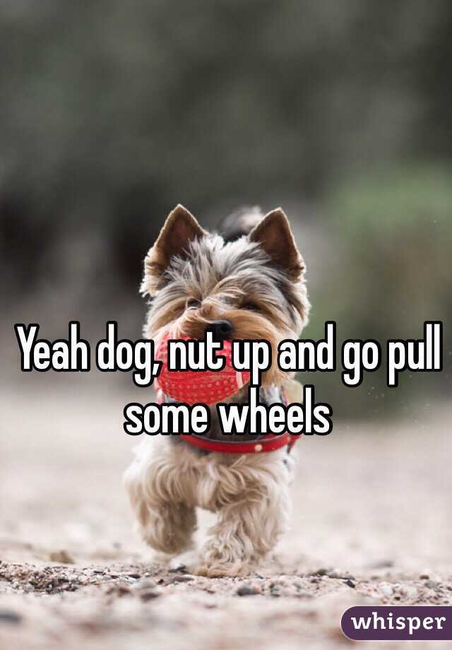 Yeah dog, nut up and go pull some wheels