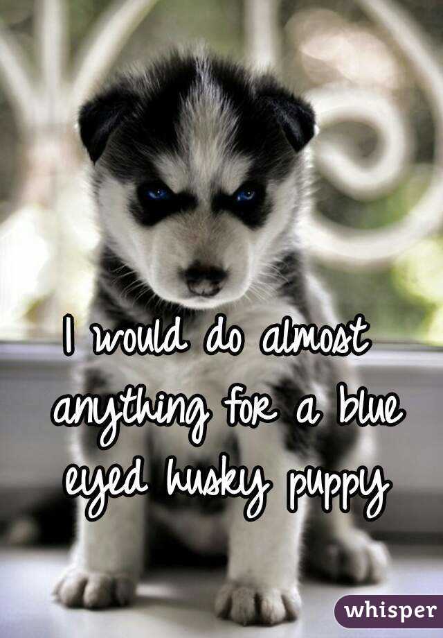 I would do almost anything for a blue eyed husky puppy