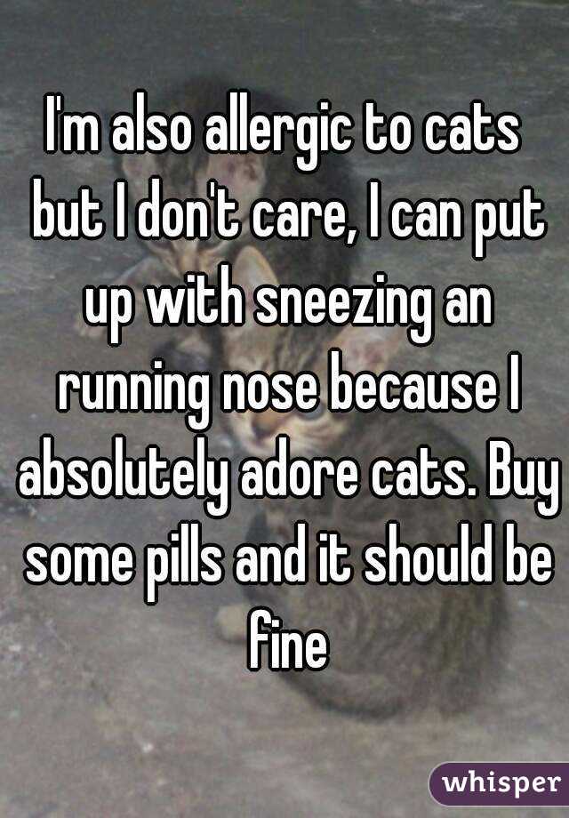 I'm also allergic to cats but I don't care, I can put up with sneezing an running nose because I absolutely adore cats. Buy some pills and it should be fine