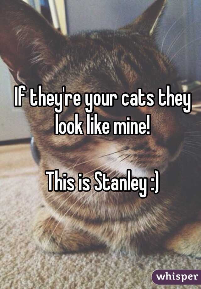 If they're your cats they look like mine! 

This is Stanley :) 