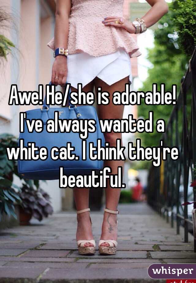 Awe! He/she is adorable! I've always wanted a white cat. I think they're beautiful. 