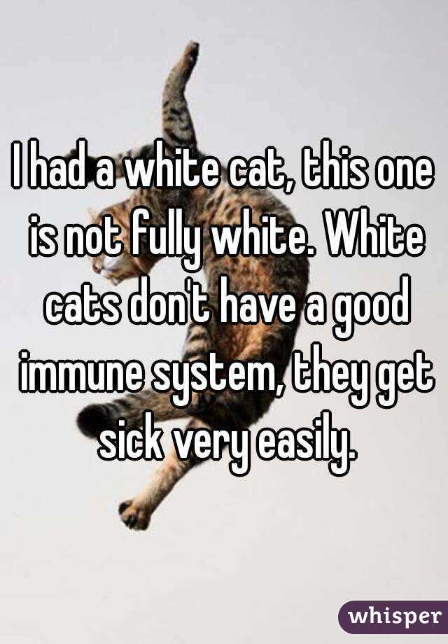 I had a white cat, this one is not fully white. White cats don't have a good immune system, they get sick very easily.