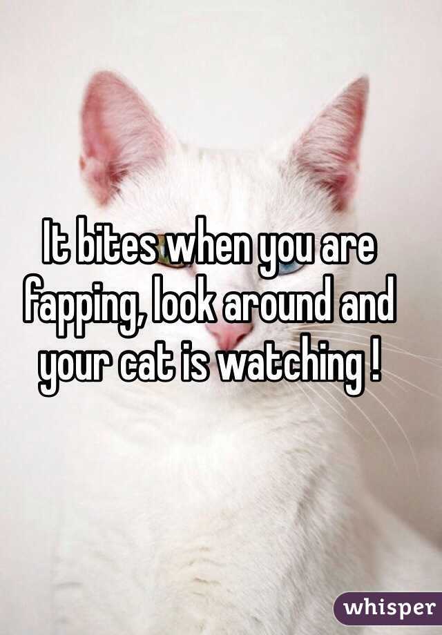 It bites when you are fapping, look around and your cat is watching !