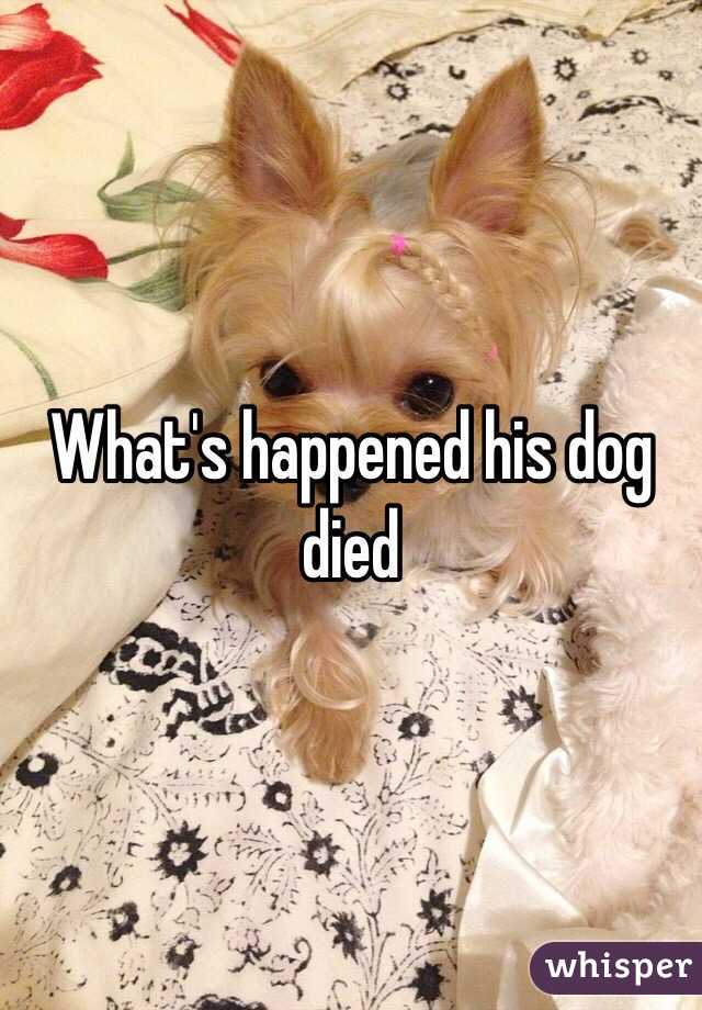 What's happened his dog died 