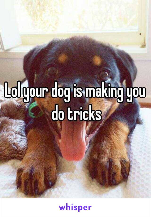 Lol your dog is making you do tricks