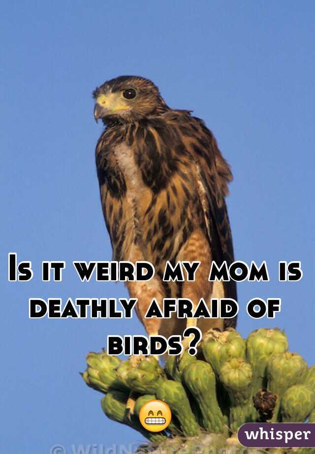 Is it weird my mom is deathly afraid of birds?

😁