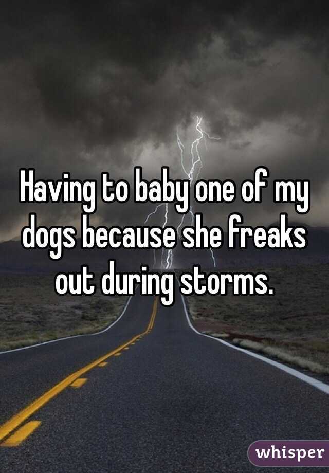 Having to baby one of my dogs because she freaks out during storms. 