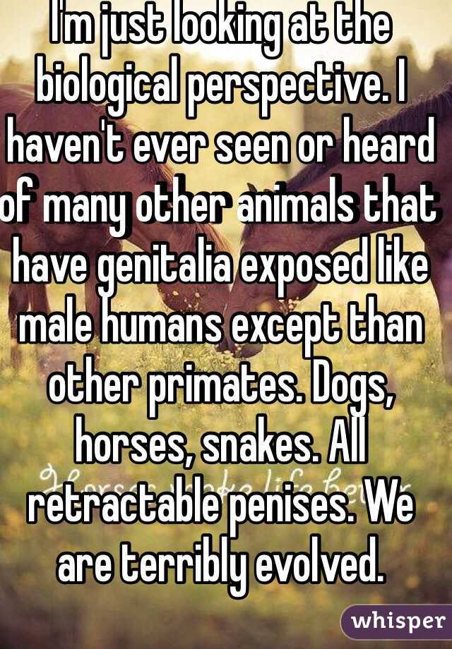 I'm just looking at the biological perspective. I haven't ever seen or heard of many other animals that have genitalia exposed like male humans except than other primates. Dogs, horses, snakes. All retractable penises. We are terribly evolved.  
