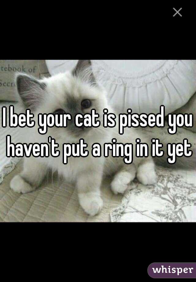 I bet your cat is pissed you haven't put a ring in it yet