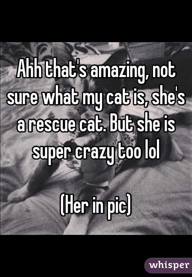 Ahh that's amazing, not sure what my cat is, she's a rescue cat. But she is super crazy too lol

(Her in pic)