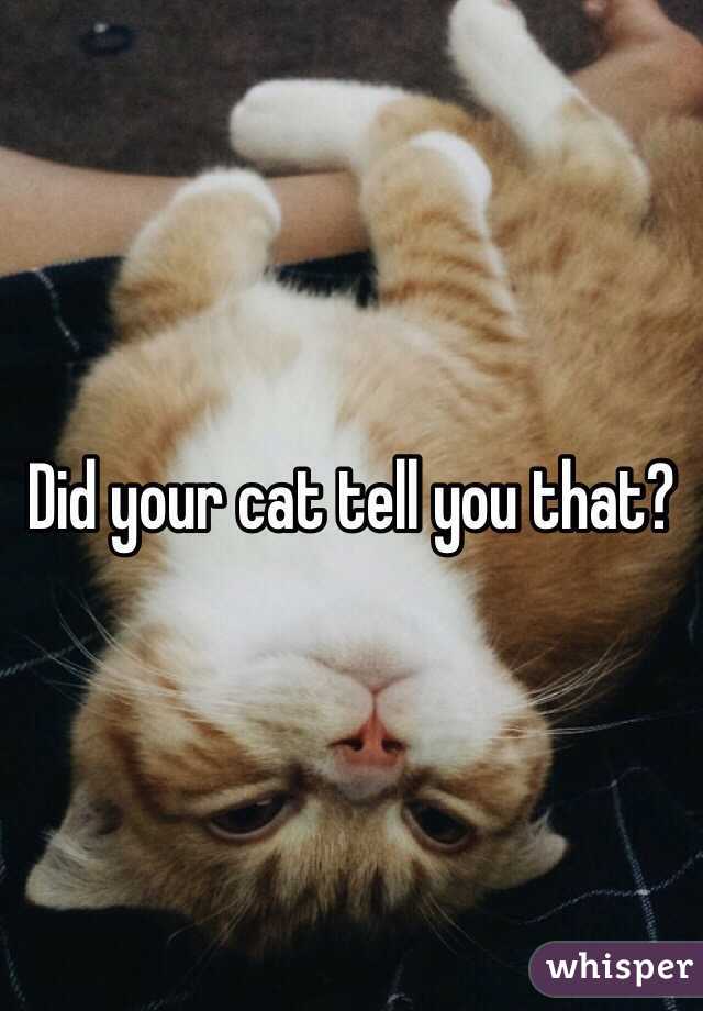 Did your cat tell you that? 