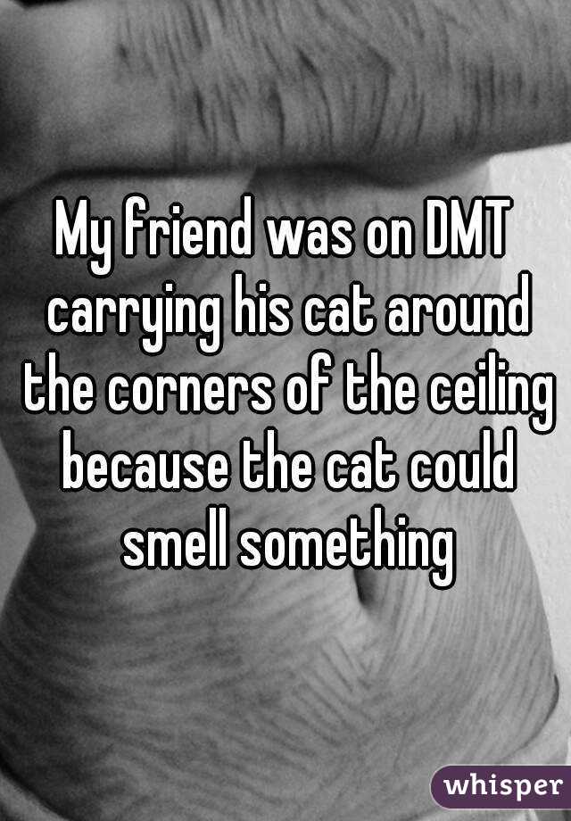 My friend was on DMT carrying his cat around the corners of the ceiling because the cat could smell something