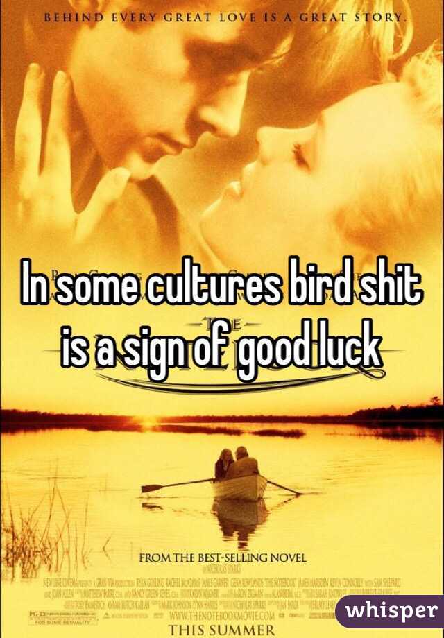 In some cultures bird shit is a sign of good luck 