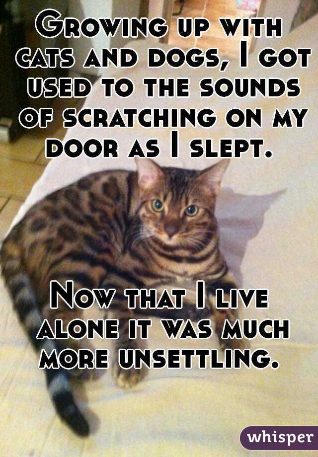 Growing up with cats and dogs, I got used to the sounds of scratching on my door as I slept. 




Now that I live alone it was much more unsettling. 