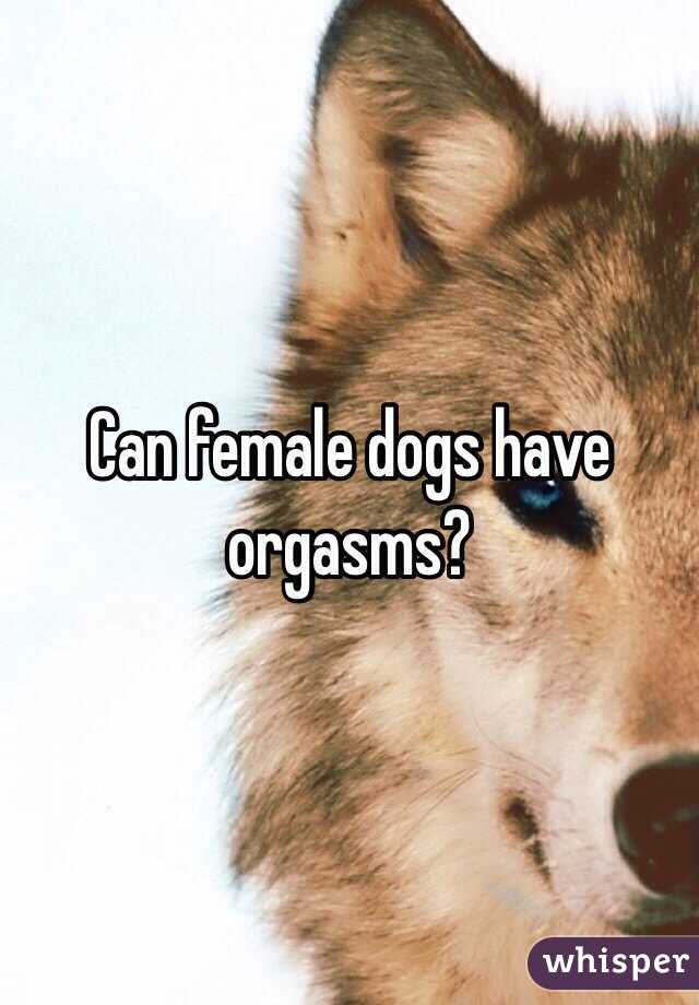 Can female dogs have orgasms