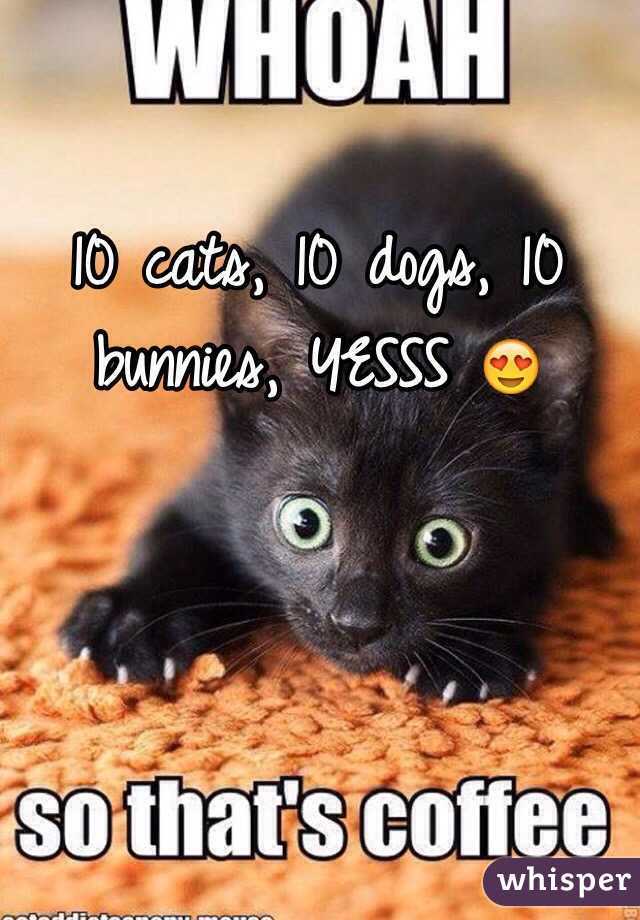 10 cats, 10 dogs, 10 bunnies, YESSS 😍