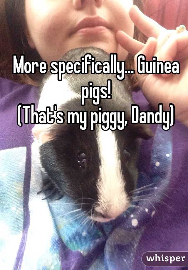 More specifically... Guinea pigs! 
(That's my piggy, Dandy) 