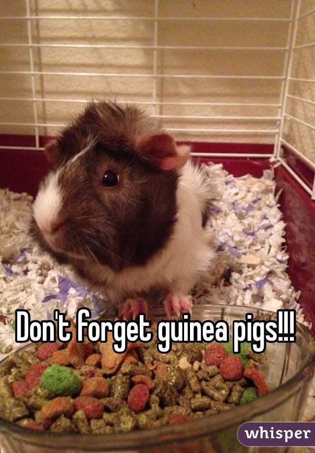 Don't forget guinea pigs!!! 