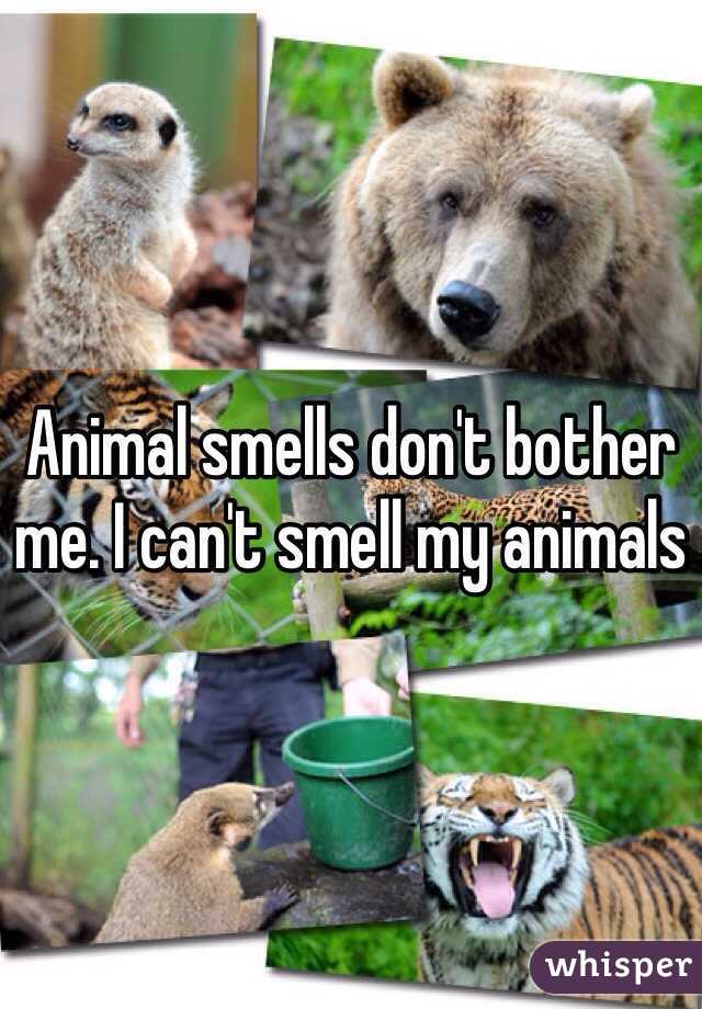 Animal smells don't bother me. I can't smell my animals 