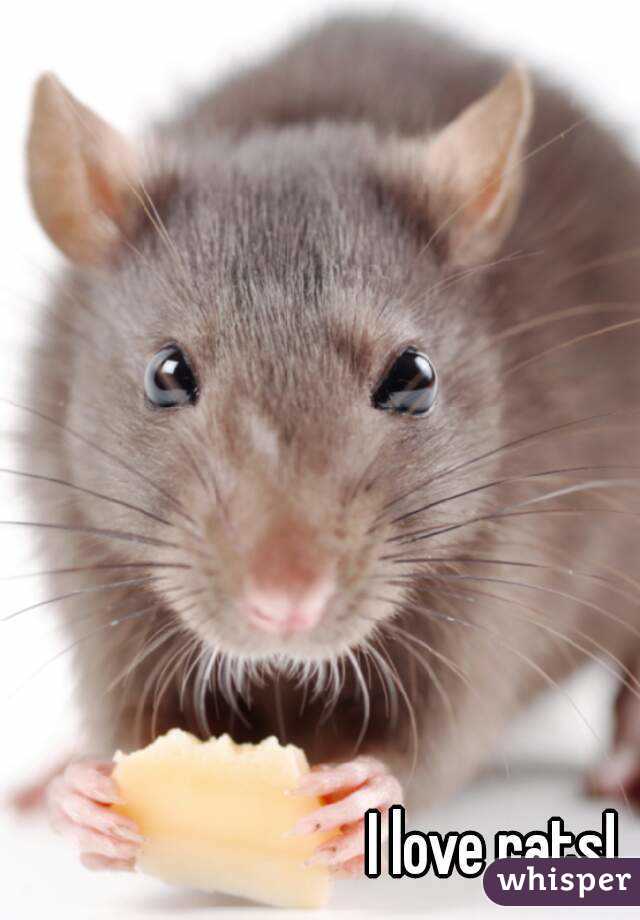 I love rats!