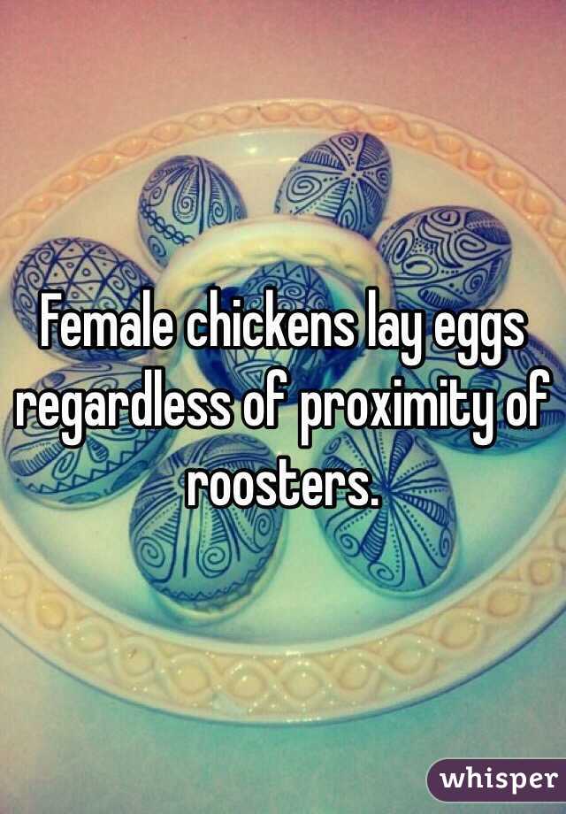 Female chickens lay eggs regardless of proximity of roosters.