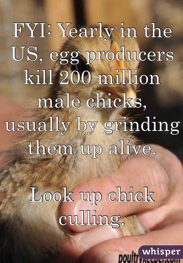FYI: Yearly in the US, egg producers kill 200 million male chicks, usually by grinding them up alive. 

Look up chick culling.