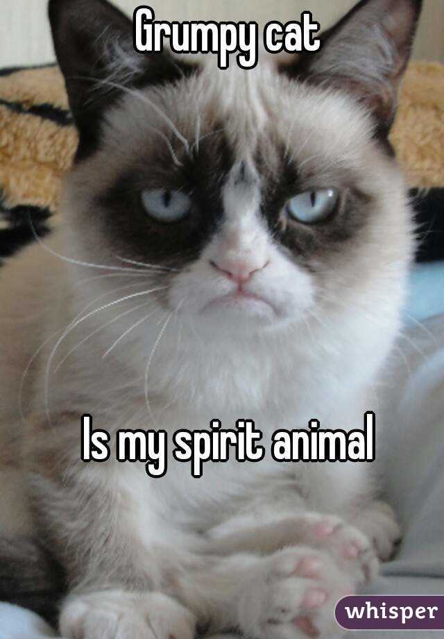 Grumpy cat





Is my spirit animal