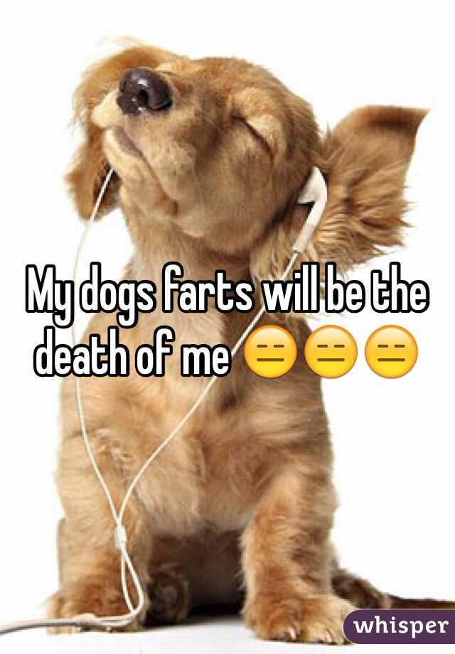 My dogs farts will be the death of me 😑😑😑