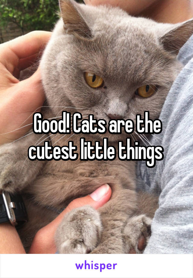 Good! Cats are the cutest little things 