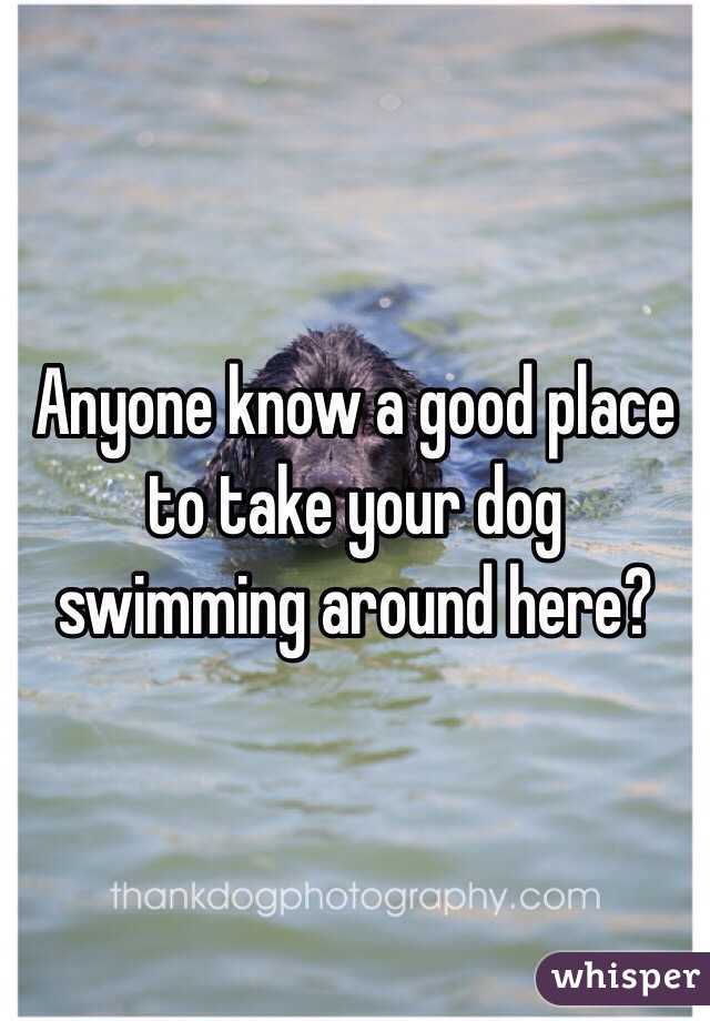 Anyone know a good place to take your dog swimming around here?