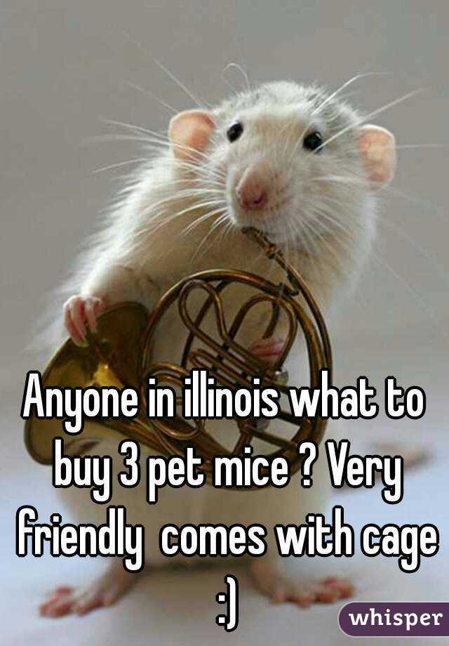 Anyone in illinois what to buy 3 pet mice ? Very friendly  comes with cage :)