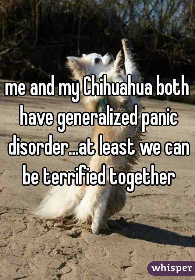 me and my Chihuahua both have generalized panic disorder...at least we can be terrified together