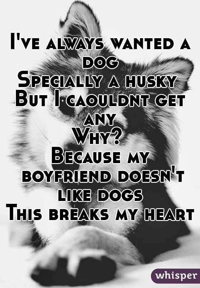 I've always wanted a dog 
Specially a husky 
But I caouldnt get any 
Why? 
Because my boyfriend doesn't like dogs 
This breaks my heart 