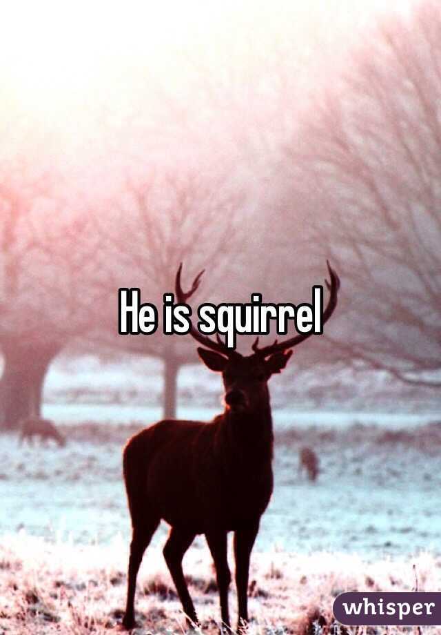 He is squirrel