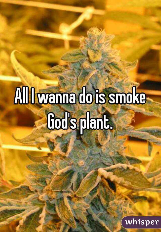 All I wanna do is smoke God's plant. 