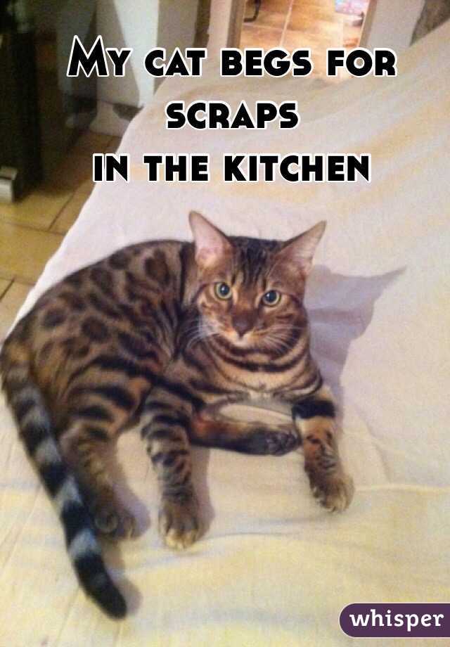 My cat begs for scraps
 in the kitchen