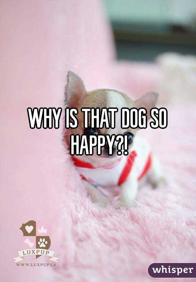 WHY IS THAT DOG SO HAPPY?!
