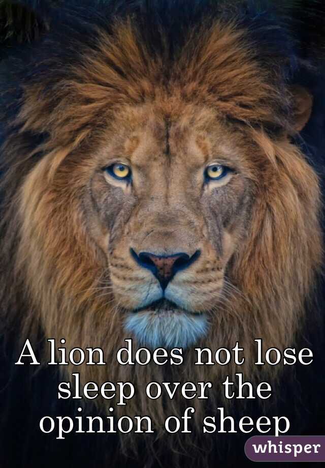 A lion does not lose sleep over the opinion of sheep