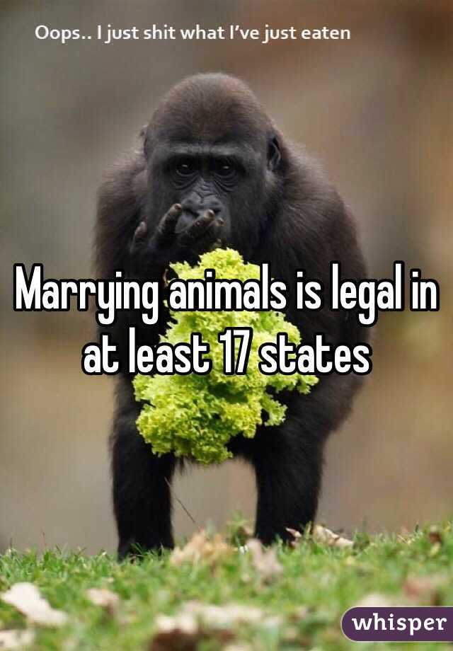 Marrying animals is legal in at least 17 states