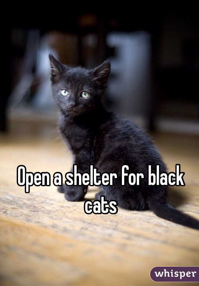 Open a shelter for black cats