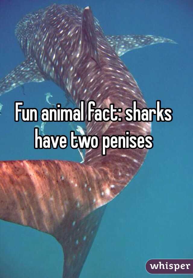 Fun animal fact: sharks have two penises