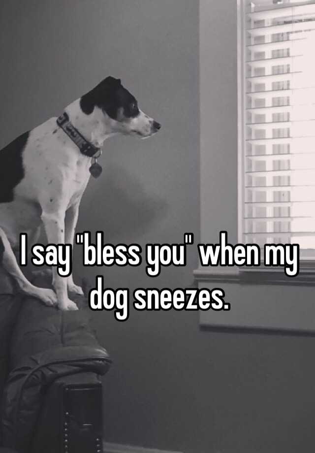 i-say-bless-you-when-my-dog-sneezes