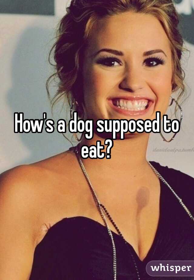 How's a dog supposed to eat?