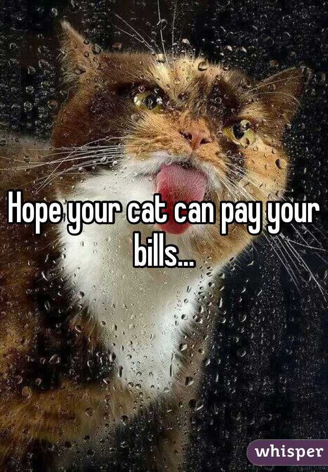 Hope your cat can pay your bills...