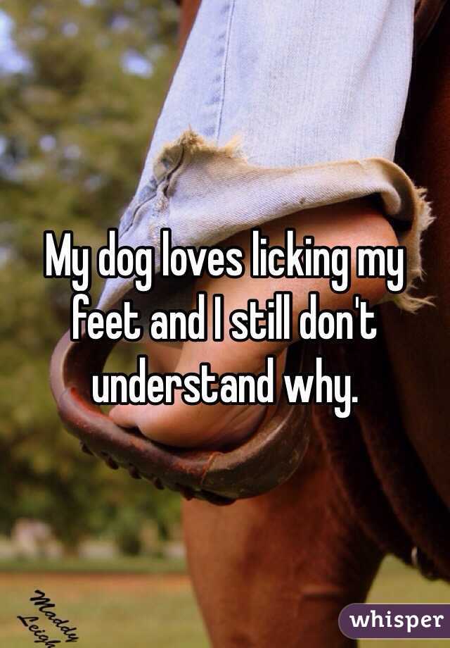 My dog loves licking my feet and I still don't understand why.