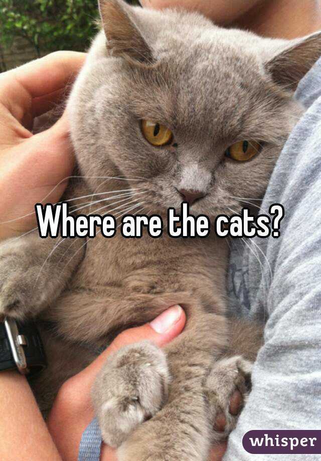 Where are the cats?
