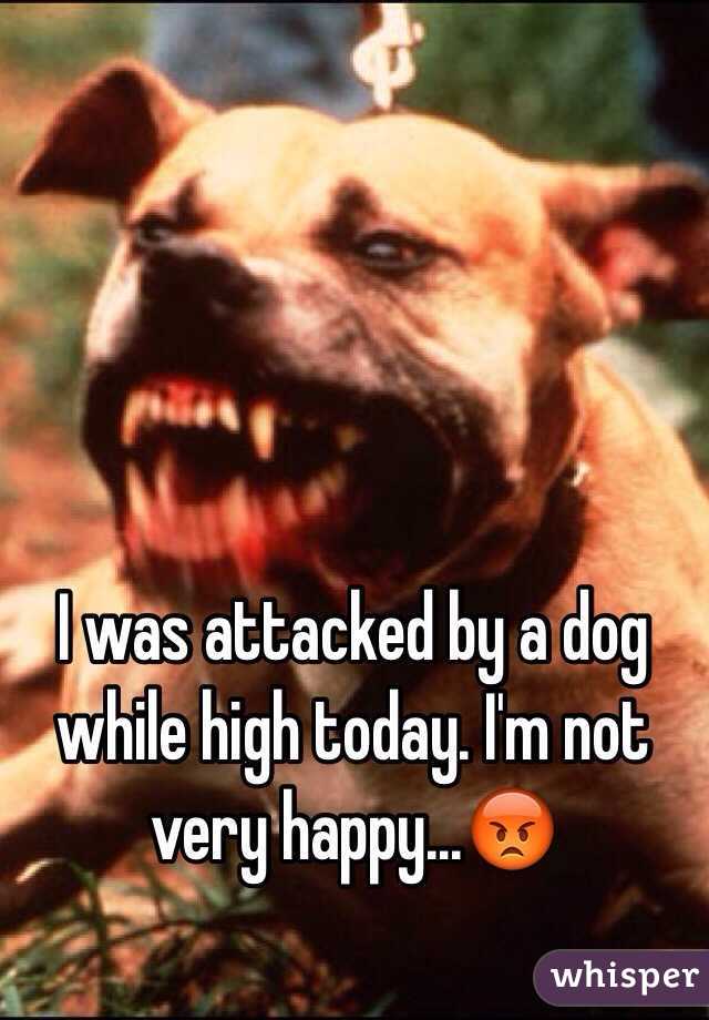 I was attacked by a dog while high today. I'm not very happy...😡